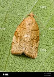 Attēlu rezultāti vaicājumam “Tortricidae”