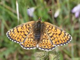 Attēlu rezultāti vaicājumam “Melitaea phoebe underside”