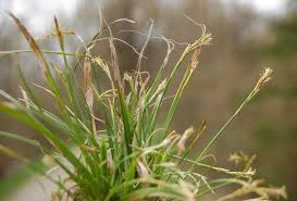 Attēlu rezultāti vaicājumam “Carex ornithopoda”