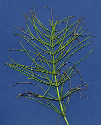 Attēlu rezultāti vaicājumam “Equisetum pratense”