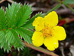 Image result for Potentilla anserina