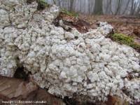 Attēlu rezultāti vaicājumam “Antrodia xantha”