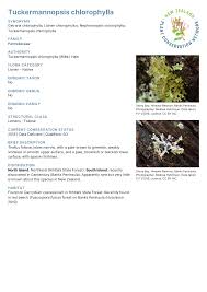 Attēlu rezultāti vaicājumam “Tuckermannopsis chlorophylla”