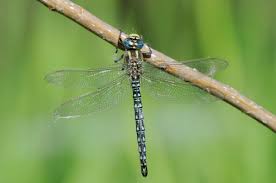 Attēlu rezultāti vaicājumam “Brachytron pratense”