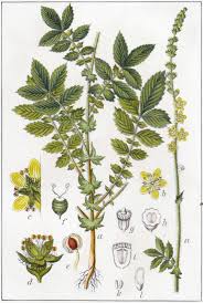 Image result for Agrimonia eupatoria