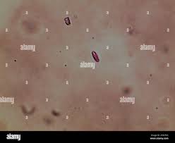 Attēlu rezultāti vaicājumam “Antrodiella semisupina”