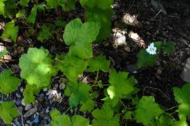 Attēlu rezultāti vaicājumam “Rubus parviflorus leaf”