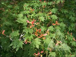 Attēlu rezultāti vaicājumam “Acer pseudosieboldianum”