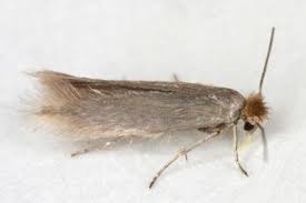 Attēlu rezultāti vaicājumam “Bucculatricidae”