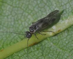 Attēlu rezultāti vaicājumam “Javesella pellucida female”