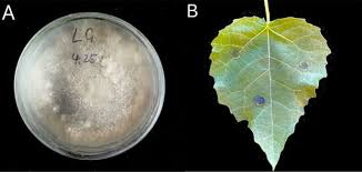 Attēlu rezultāti vaicājumam “Populus x berolinensis leaf”