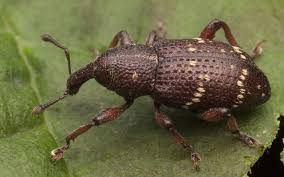 Attēlu rezultāti vaicājumam “Hylobius pinastri”