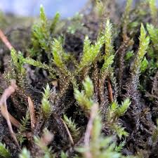 Attēlu rezultāti vaicājumam “Hygrohypnum luridum sporophyte”