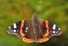 Attēlu rezultāti vaicājumam “Vanessa atalanta”