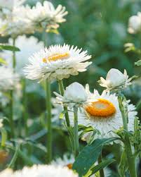 Image result for Helichrysum bracteatum