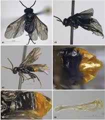 Attēlu rezultāti vaicājumam “Pristiphora maesta larva”