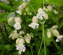 Image result for Silene vulgaris