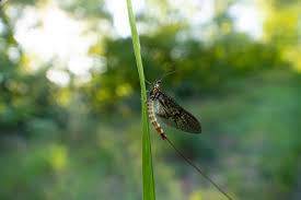 Attēlu rezultāti vaicājumam “Lycogala convexum macro”