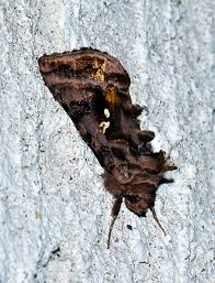 Attēlu rezultāti vaicājumam “Autographa pulchrina”