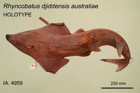 Image result for Rhynchobatus australiae