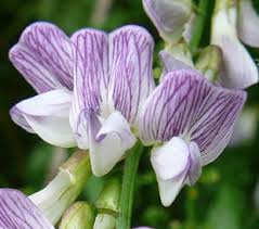 Attēlu rezultāti vaicājumam “Vicia sylvatica flower”