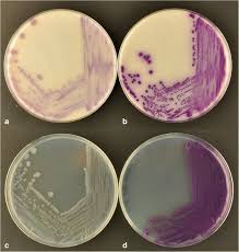 Attēlu rezultāti vaicājumam “Enteridium variabile”