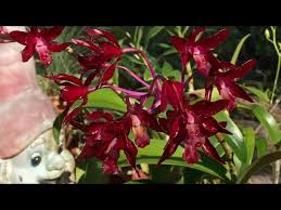 Image result for Lanreath Smbc