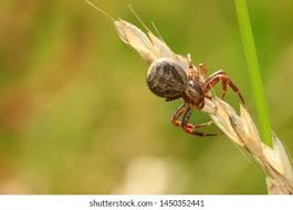 Attēlu rezultāti vaicājumam “Xysticus bifasciatus”