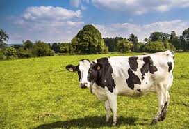 Image result for ganado bovino