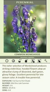 Image result for Aconitum napellus