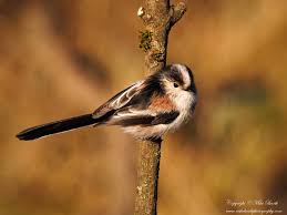 Attēlu rezultāti vaicājumam “Aegithalos caudatus adult”