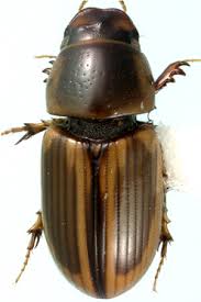 Attēlu rezultāti vaicājumam “Aphodius subterraneus imago”