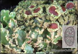 Attēlu rezultāti vaicājumam “Physconia enteroxantha”