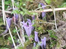 Attēlu rezultāti vaicājumam “Ramariopsis pulchella”