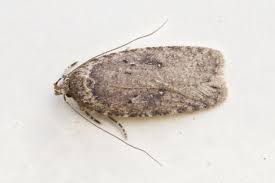 Attēlu rezultāti vaicājumam “Agonopterix heracliana”