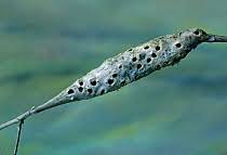 Attēlu rezultāti vaicājumam “Diastrophus rubi”