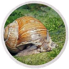 Attēlu rezultāti vaicājumam “Helix pomatia”