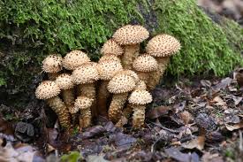 Attēlu rezultāti vaicājumam “Pholiota squarrosa”