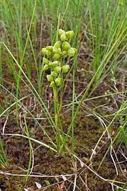 Attēlu rezultāti vaicājumam “Scheuchzeriaceae”