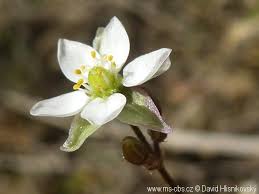 Attēlu rezultāti vaicājumam “Spergula morisonii”