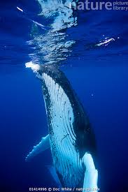 Image result for Megaptera novaeangliae