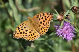 Attēlu rezultāti vaicājumam “Argynnis laodice”