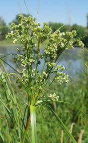 Attēlu rezultāti vaicājumam “Scirpus sylvaticus flower”