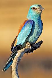 Attēlu rezultāti vaicājumam “Coracias garrulus adult”