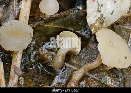 Attēlu rezultāti vaicājumam “Cudoniella clavus”