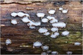 Attēlu rezultāti vaicājumam “Propolis farinosa”