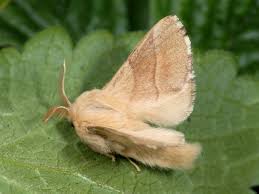 Attēlu rezultāti vaicājumam “Malacosoma neustria larva”