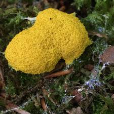 Attēlu rezultāti vaicājumam “Fuligo septica var. rosea plasmodium”