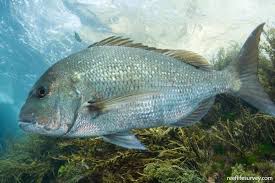 Image result for Pagrus auratus