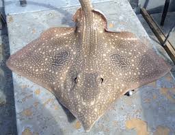 Image result for Dipturus intermedius